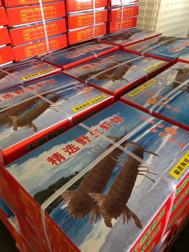 皮皮虾常年供应鲜活虾婆熟冻全母带膏全公