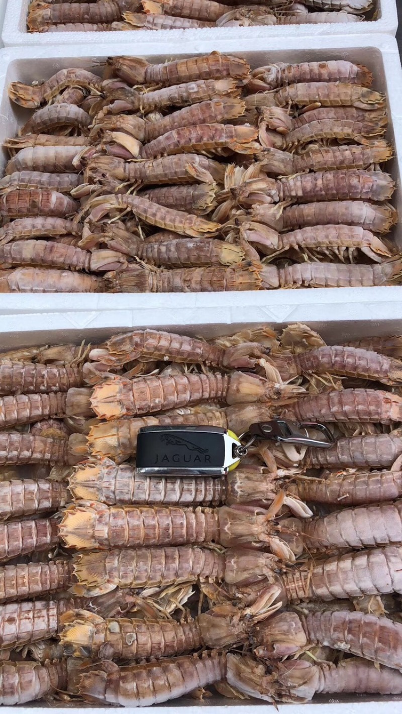 皮皮虾常年供应鲜活虾婆熟冻全母带膏全公
