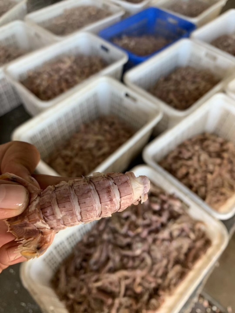 皮皮虾常年供应鲜活虾婆熟冻全母带膏全公