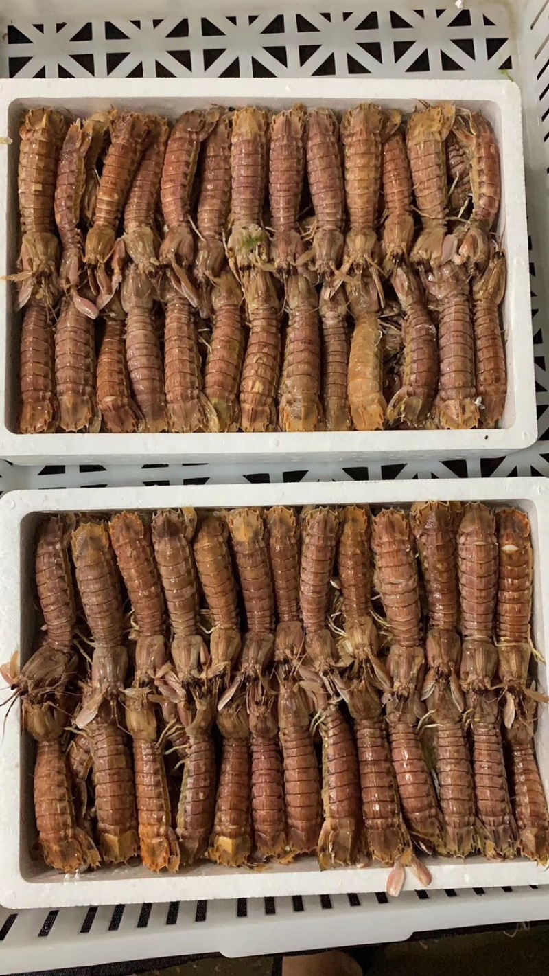 皮皮虾常年供应鲜活虾婆熟冻全母带膏全公
