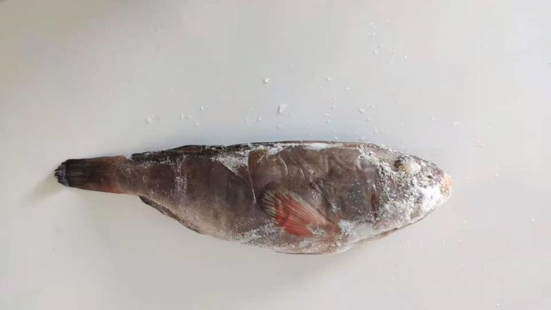 东海小眼带鱼，工厂直发，价格美丽，一件代发