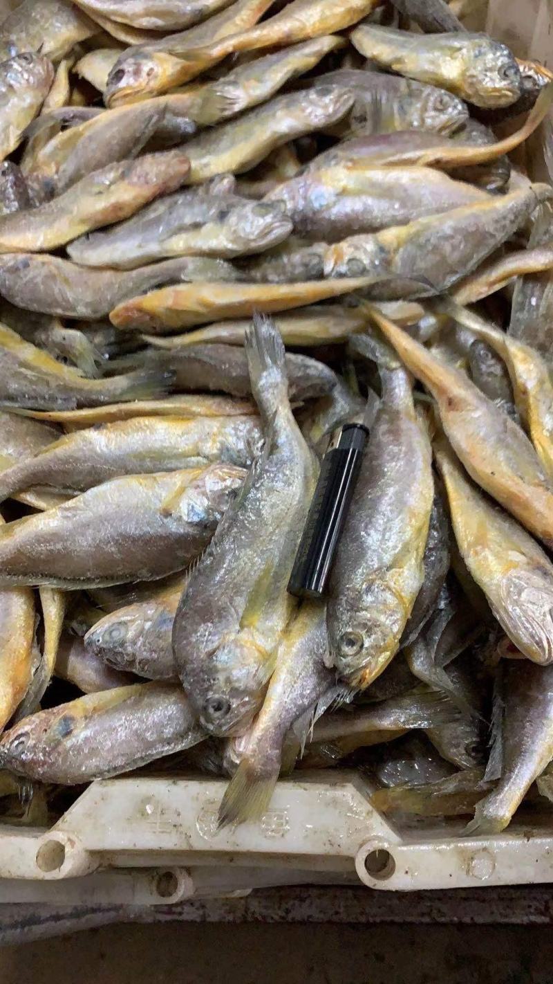 东海小眼带鱼，工厂直发，价格美丽，一件代发