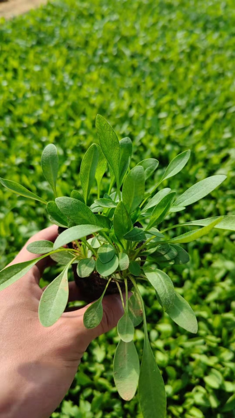 金鸡菊，基地直供，满盆，现货销售，量大，营养杯苗