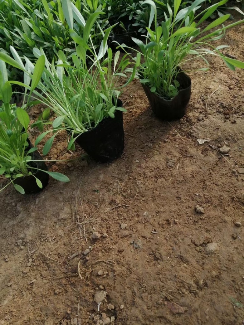 金鸡菊，基地直供，满盆，现货销售，量大，营养杯苗