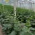徐州新沂精品嫁接油皮黄瓜蔬菜产地直供代办