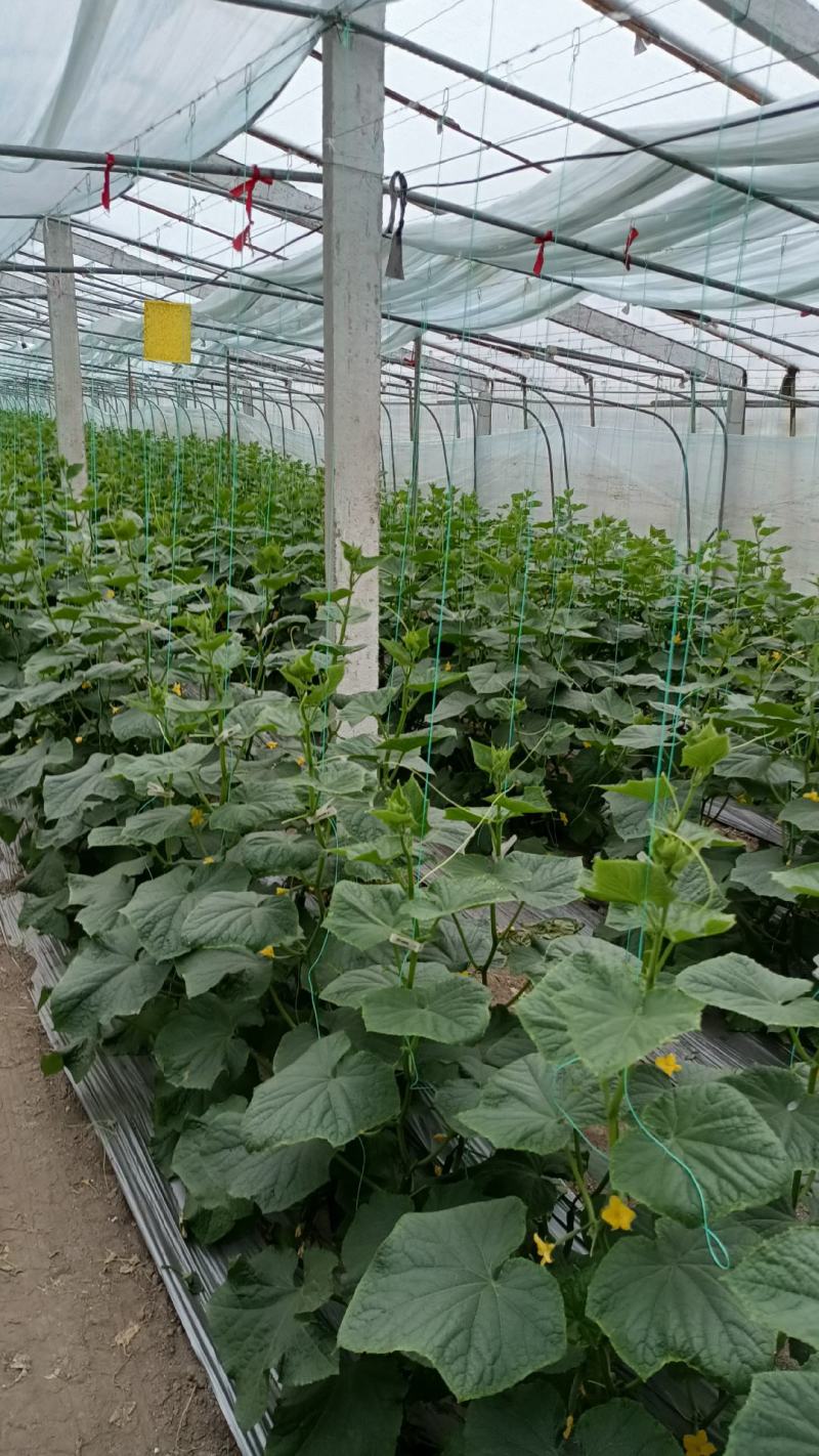 徐州新沂精品嫁接油皮黄瓜蔬菜产地直供代办