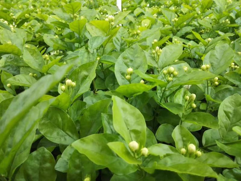 大量优质茉莉花上市了.种苗。