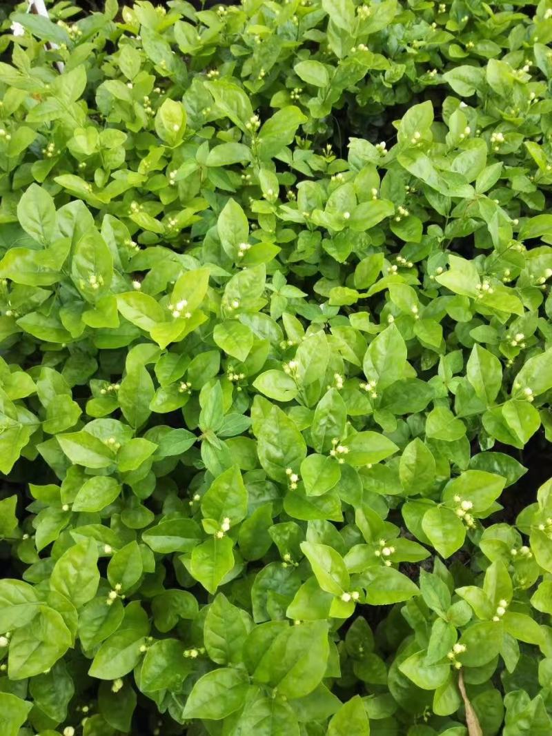大量优质茉莉花上市了.种苗。