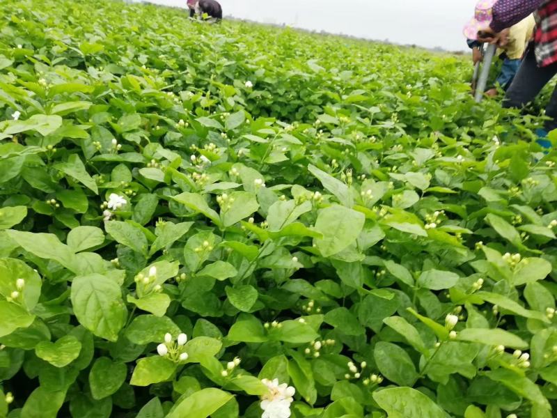 大量优质茉莉花上市了.种苗。