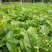大量优质茉莉花上市了.种苗。