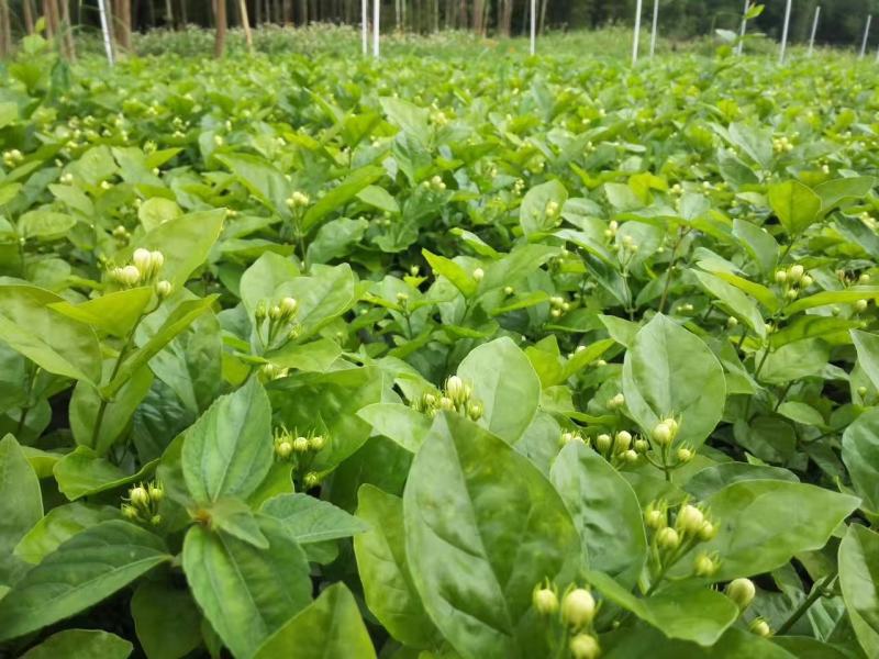 大量优质茉莉花上市了.种苗。
