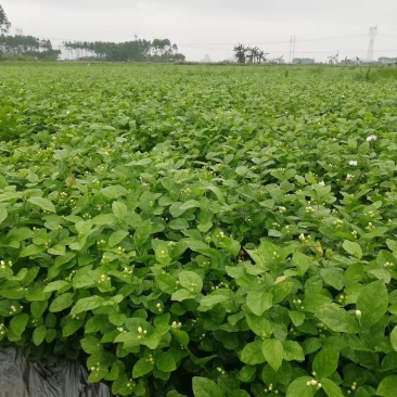 大量优质茉莉花上市了.种苗。