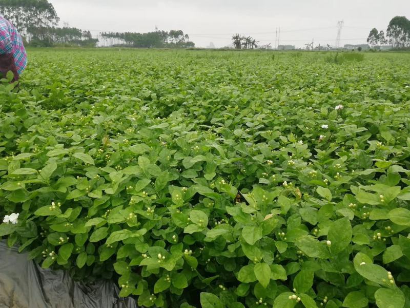 大量优质茉莉花上市了.种苗。