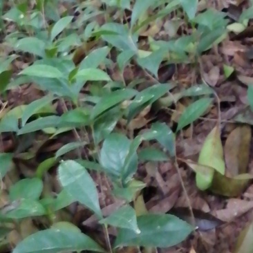 各种桂花苗，量大从优