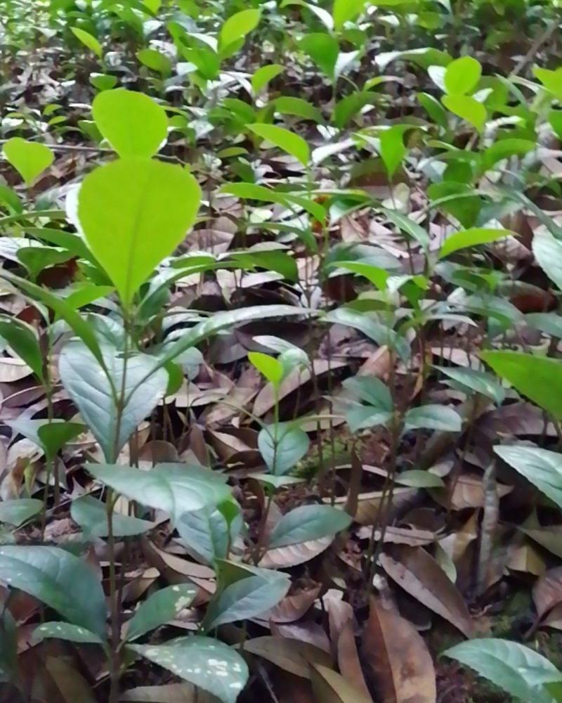 各种桂花苗，量大从优