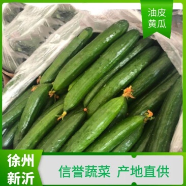 徐州新沂精品嫁接油皮黄瓜蔬菜产地直供代办