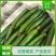 徐州新沂精品嫁接油皮黄瓜蔬菜产地直供代办