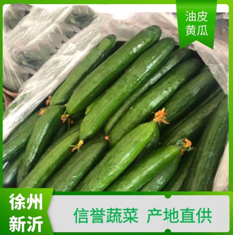 徐州新沂精品嫁接油皮黄瓜蔬菜产地直供代办