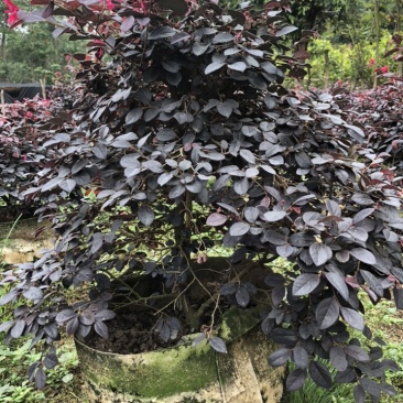 漂亮红继木苗低价处理