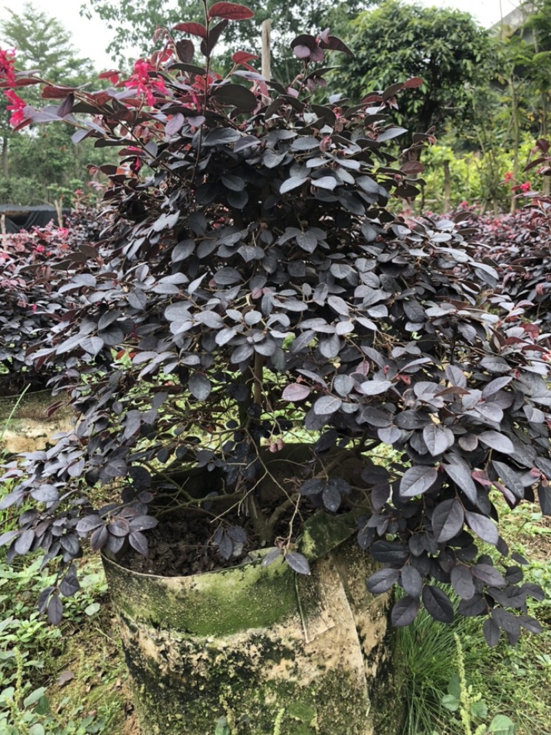 漂亮红继木苗低价处理