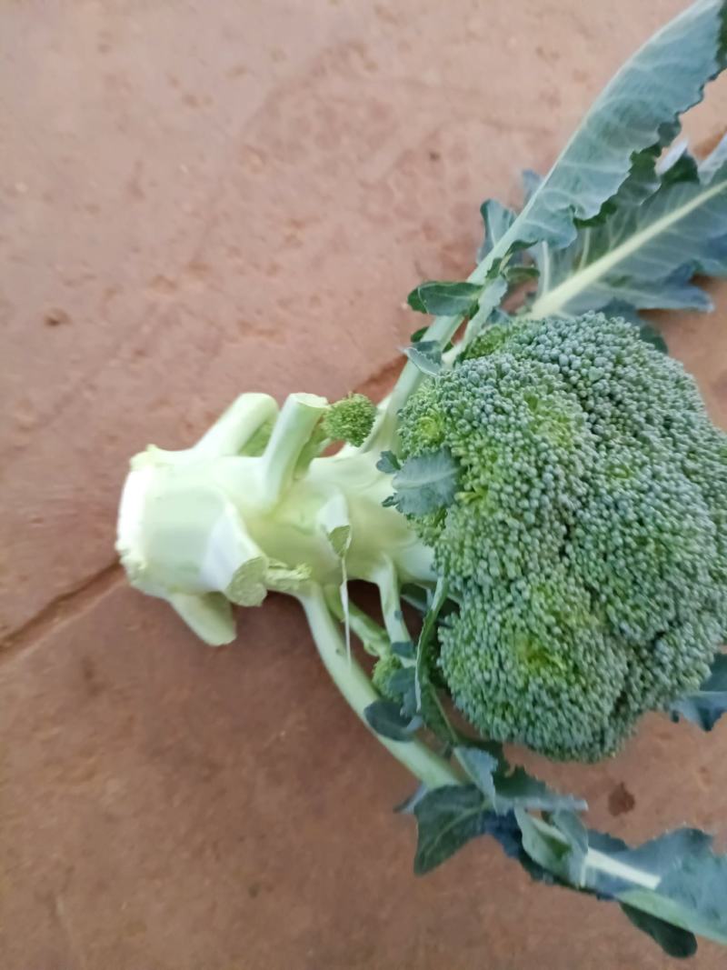 云南西兰花，产地直销，现货供应！