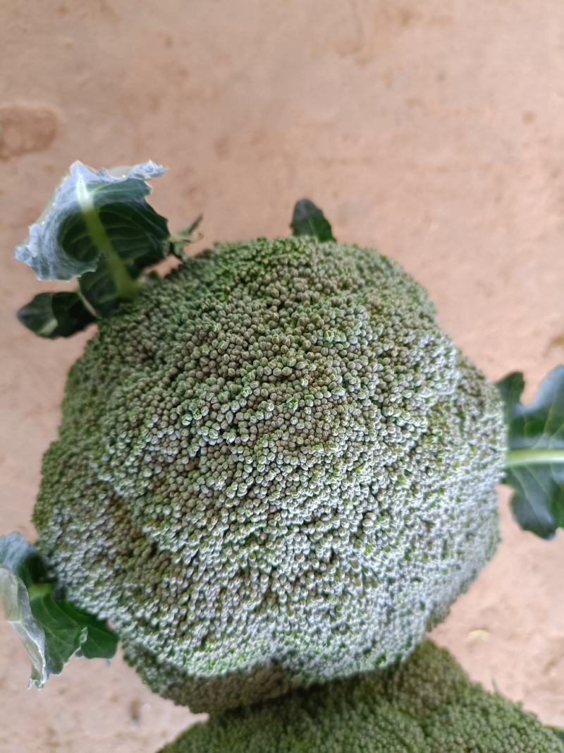 云南西兰花，产地直销，现货供应！