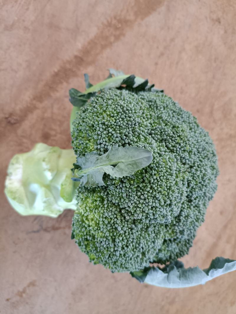 云南西兰花，产地直销，现货供应！