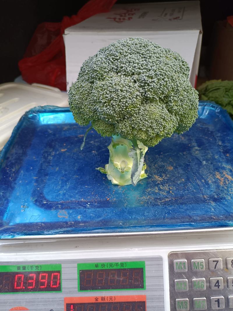 云南西兰花，产地直销，现货供应！