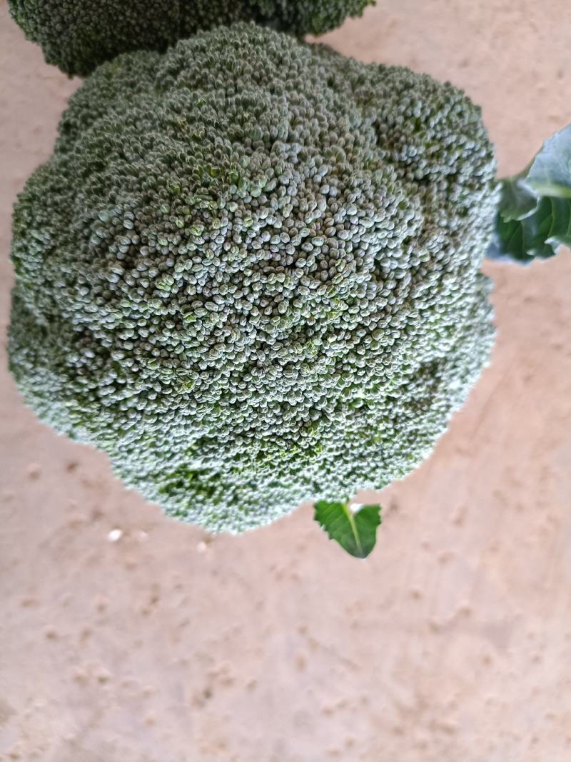 云南西兰花，产地直销，现货供应！