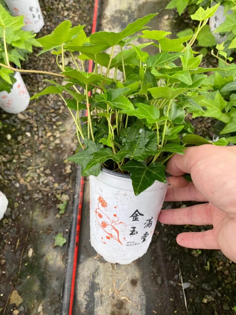常春藤花叶常青藤金边常春藤您需要的规格都有