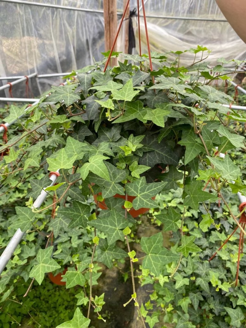 常春藤花叶常青藤金边常春藤您需要的规格都有