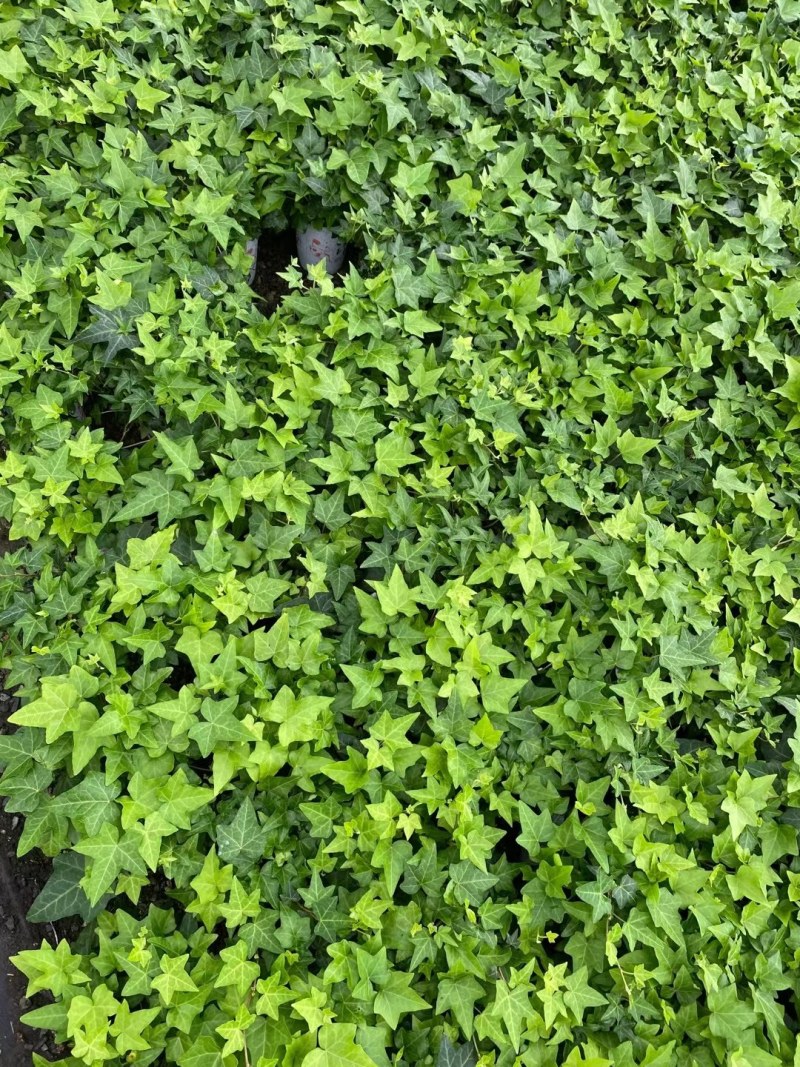 常春藤花叶常青藤金边常春藤您需要的规格都有