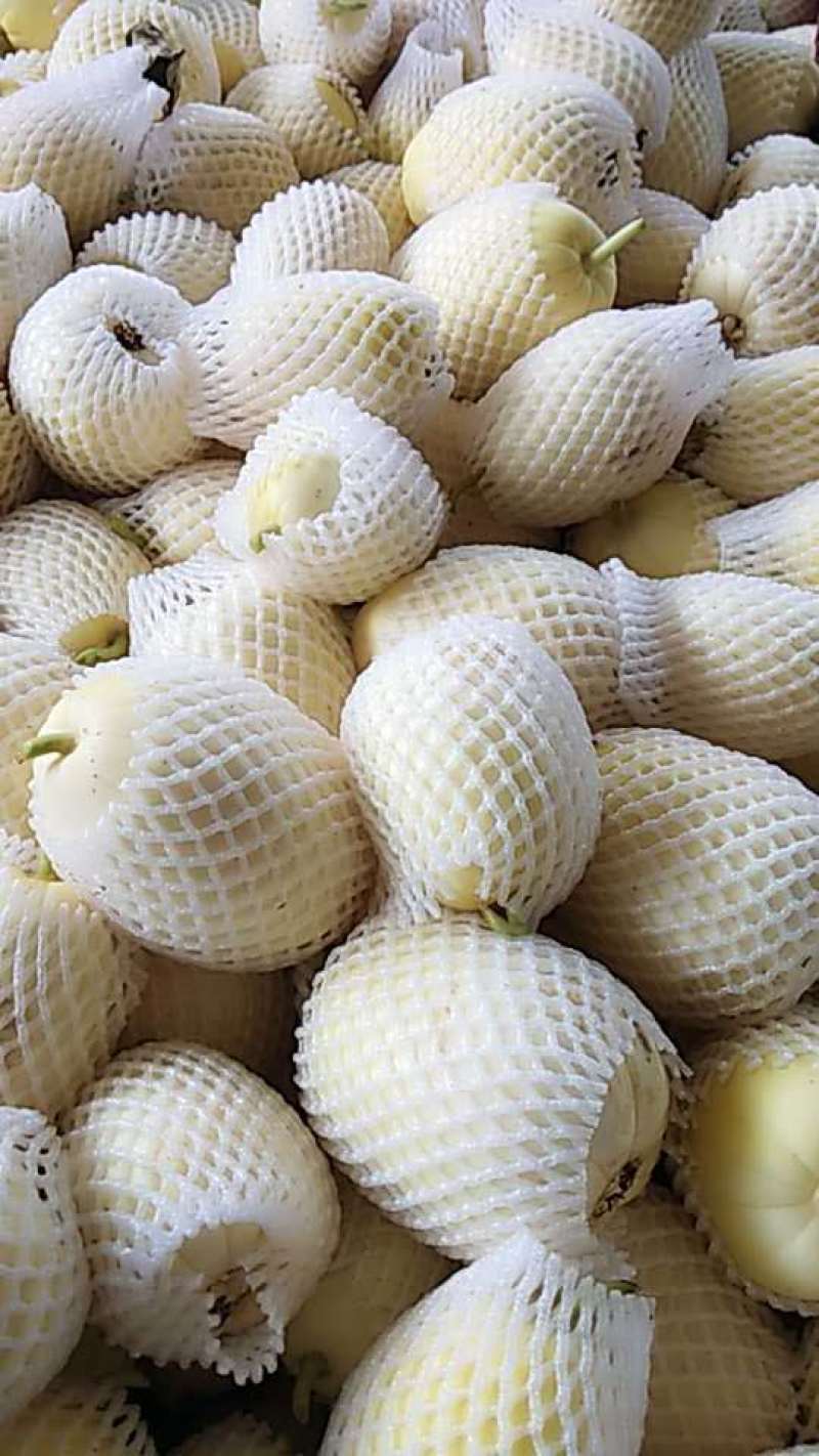 大荔县各种甜瓜大量上市，有闫良小仔，东方密，红罗密，绿宝