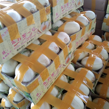 东方密甜瓜上市口感好皮薄欢迎大家来