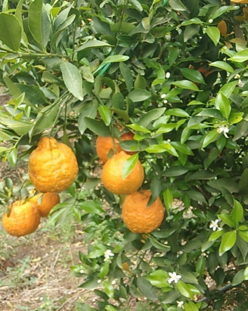 云南大理鹤庆黄坪柑橘