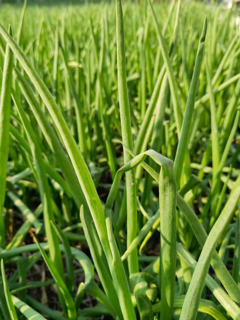 【脱水香葱】脱水蔬菜，香葱干