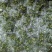 【脱水香葱】脱水蔬菜，香葱干