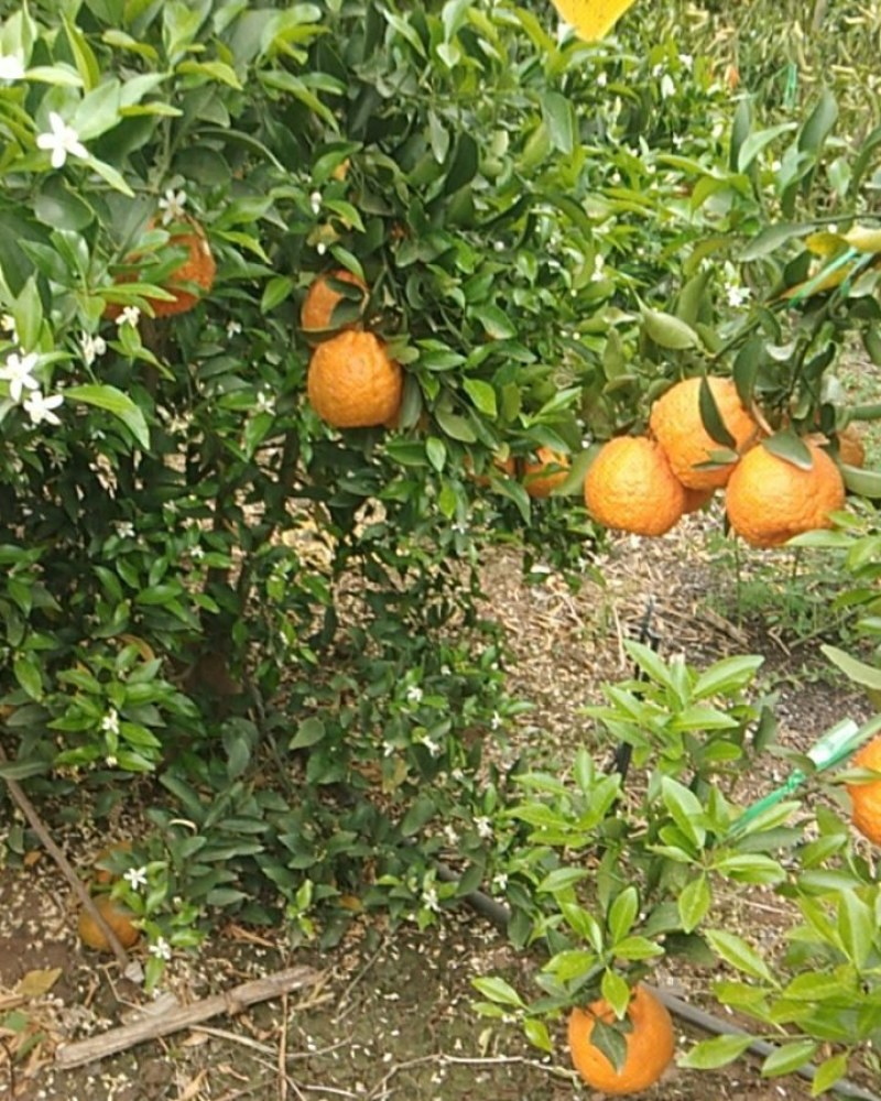 云南大理鹤庆黄坪柑橘
