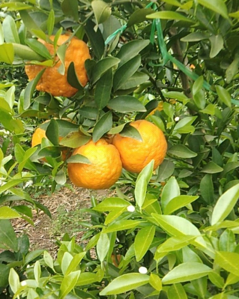 云南大理鹤庆黄坪柑橘