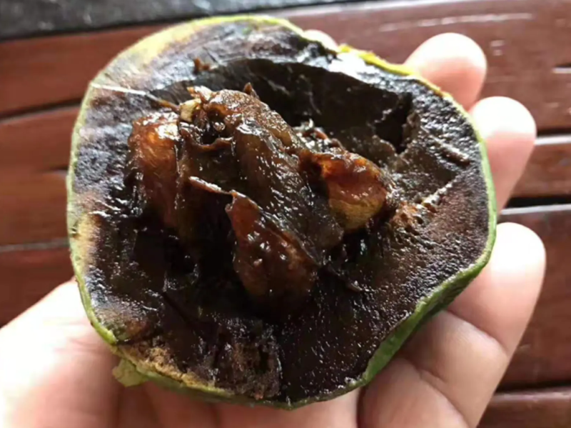 黑柿苗四季巧克力布丁苗黑柿巧克力苗南北方可以种