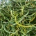 云南化石草茶新货老挝野生养肝茶化石草中草药肾茶猫须草肾精