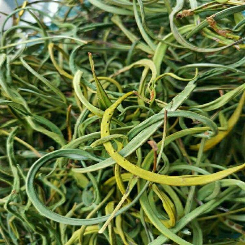 云南化石草茶新货老挝野生养肝茶化石草中草药肾茶猫须草肾精