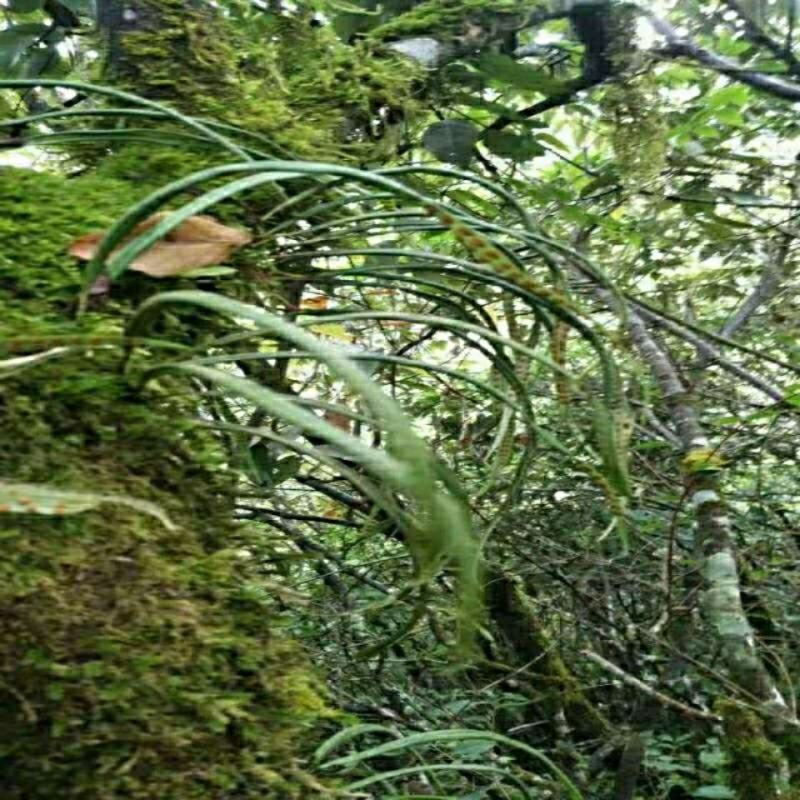 云南化石草茶新货老挝野生养肝茶化石草中草药肾茶猫须草肾精