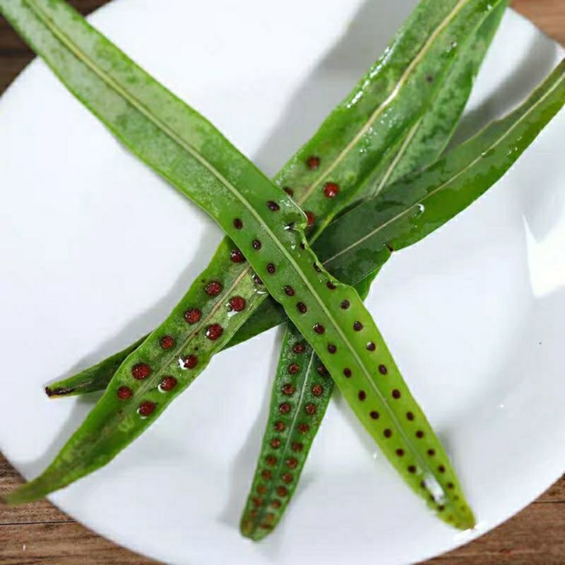 云南化石草茶新货老挝野生养肝茶化石草中草药肾茶猫须草肾精