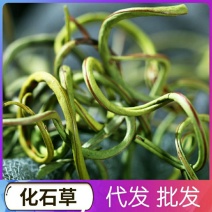 云南化石草茶新货老挝野生养肝茶化石草中草药肾茶猫须草肾精