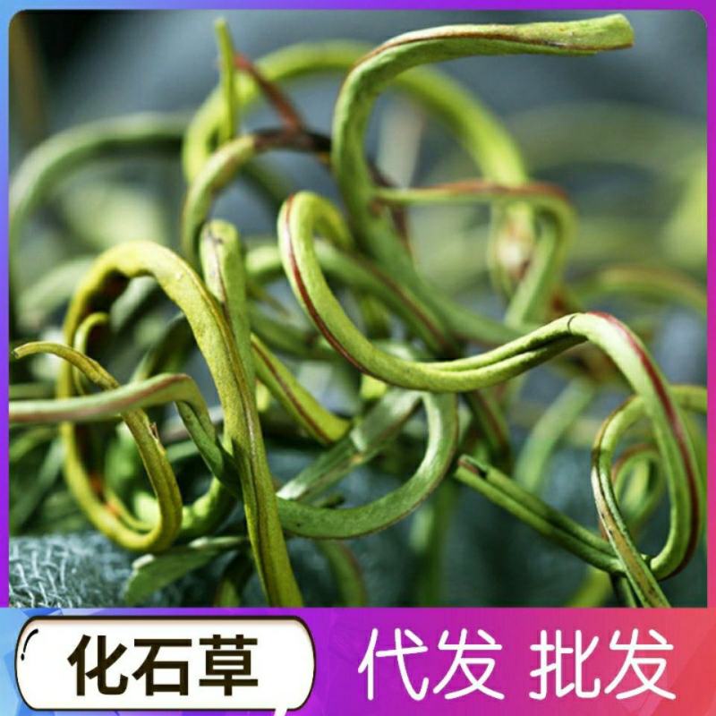 云南化石草茶新货老挝野生养肝茶化石草中草药肾茶猫须草肾精