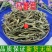 新鲜干货农家自采深山野生中药材马鞭草马边草马鞭梢