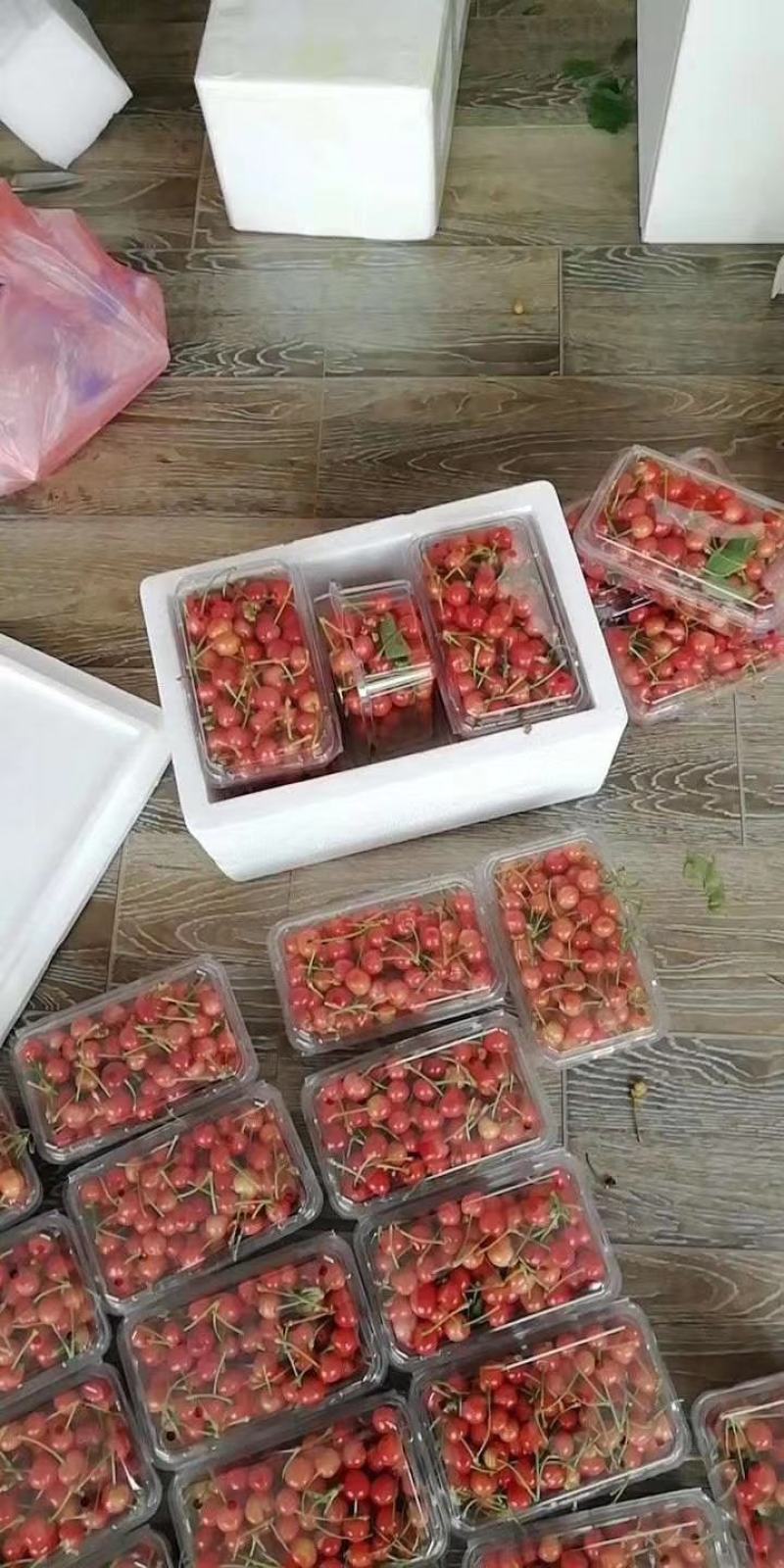 河南露大樱桃红灯笼美早红宝石樱桃【上市中】