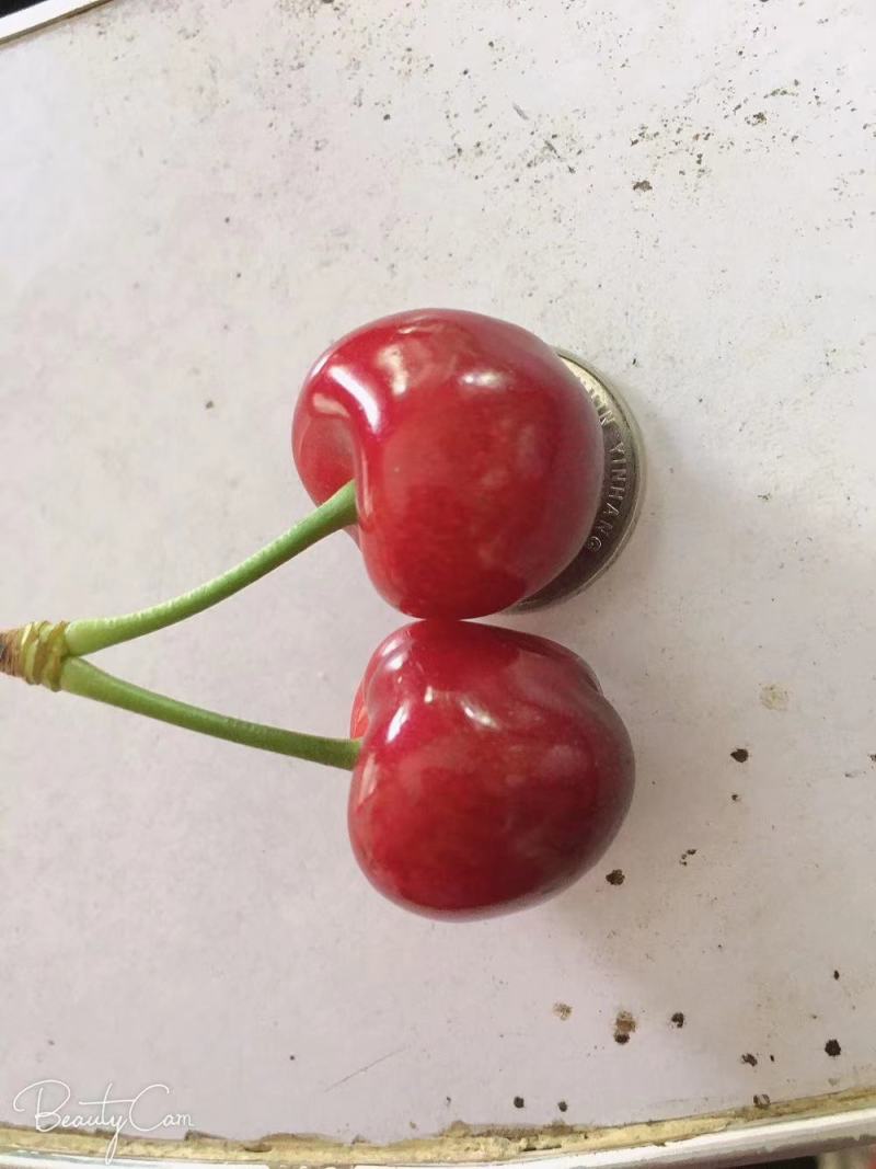 河南露大樱桃红灯笼美早红宝石樱桃【上市中】