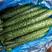 嫁接型黄瓜，密刺黄瓜干花带刺25公分以上。有需要联系